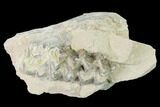 Unprepared, Oreodont (Merycoidodon) Jaw Section - South Dakota #136025-1
